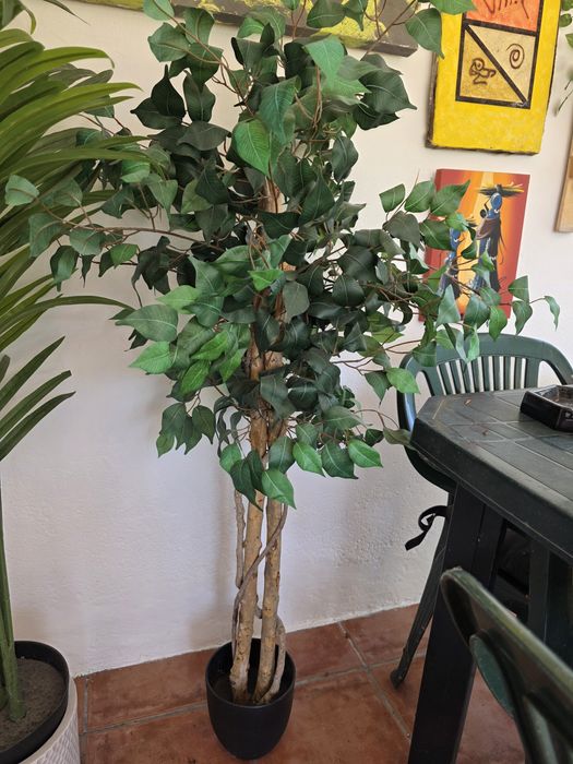 Planta artificial cerca de 1.20cm altura. Imitação de Ficus Benjamina.