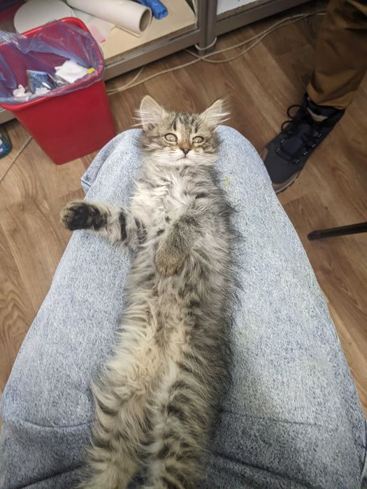 Віддам кошеня дівчинку безкоштовно