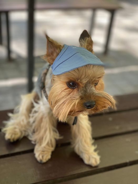 Мальчик Йорк ищет подружку!