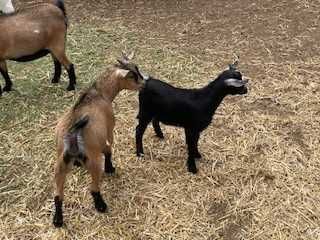 Cabras anãs (cabritos machos)