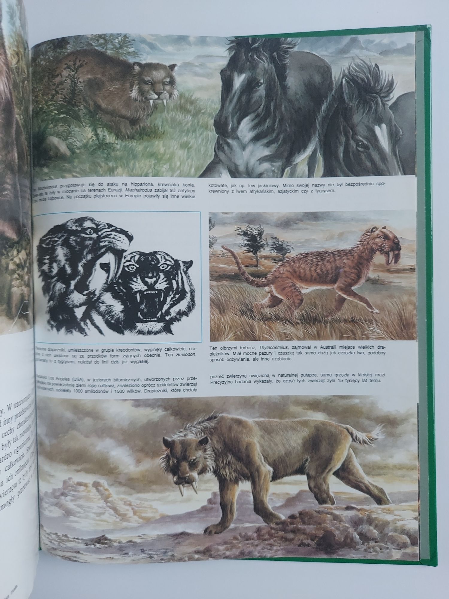 Tajemnice zwierząt - Prehistoria