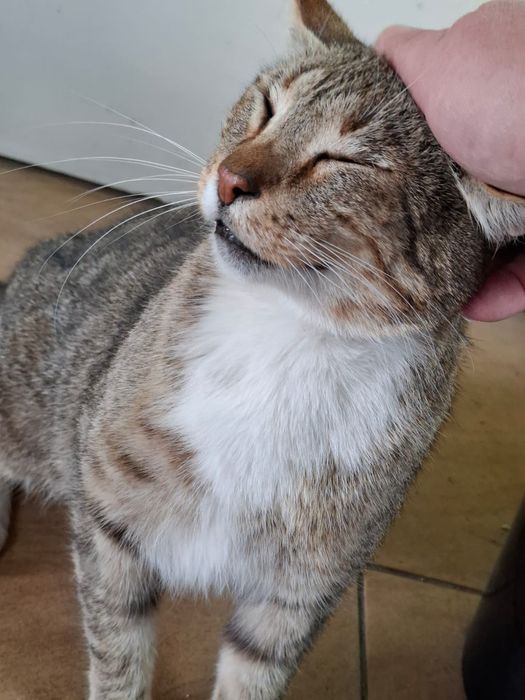 Dorosły wykastrowany kocurek szuka domu niewychodzącego