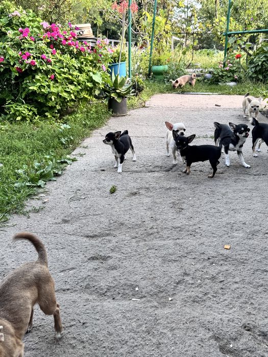 Чихуахуха любов на все життя