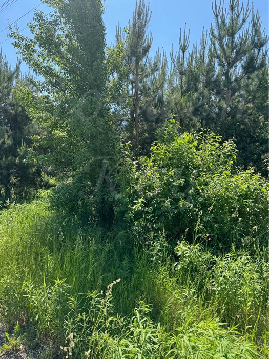 Продам Земельну Ділянку 10сотих,ЛІС,ОЗЕРО,середСОСЕН,закрита територія