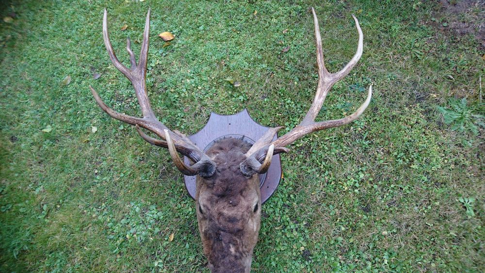 Poroże jelenia medalion