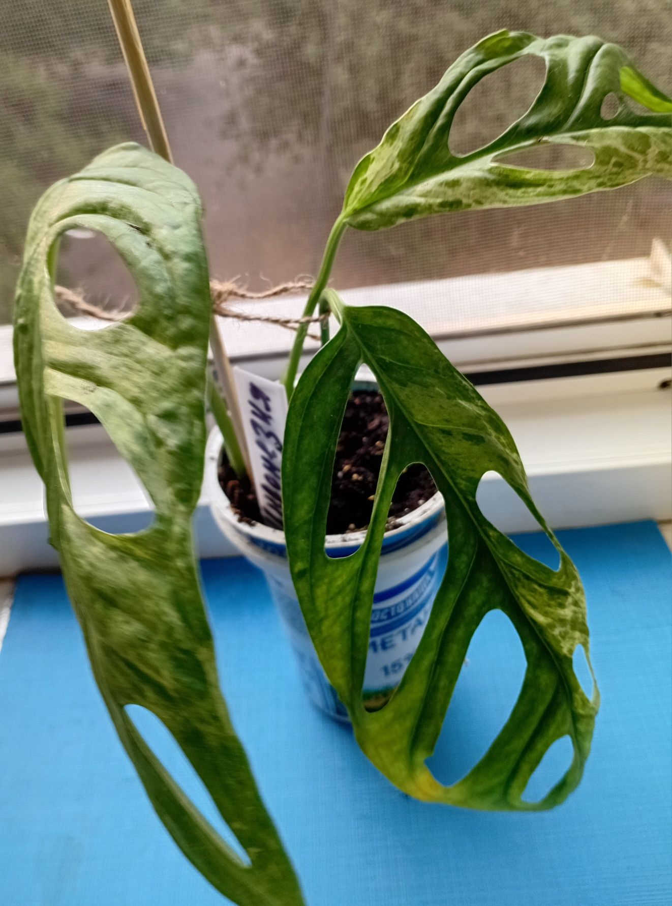 Монстера  mint variegated.