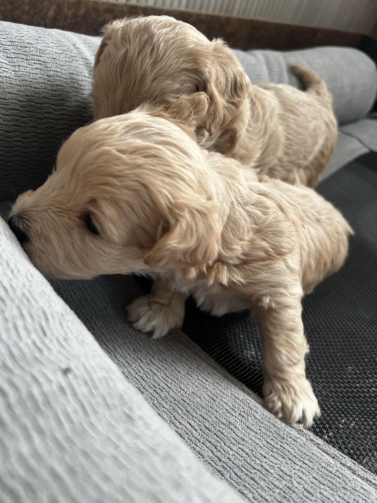 Maltipoo uroczy piesek do rezerwacji