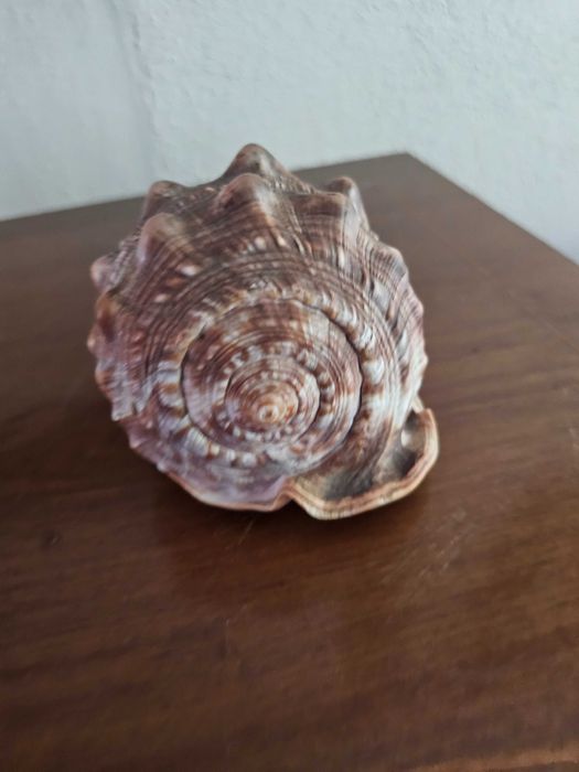 Conchas naturais – Tritão Gigante e Búzio-Tigre