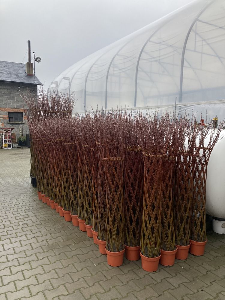 Wierzba pleciona Salix americana 180 cm 10 l donica