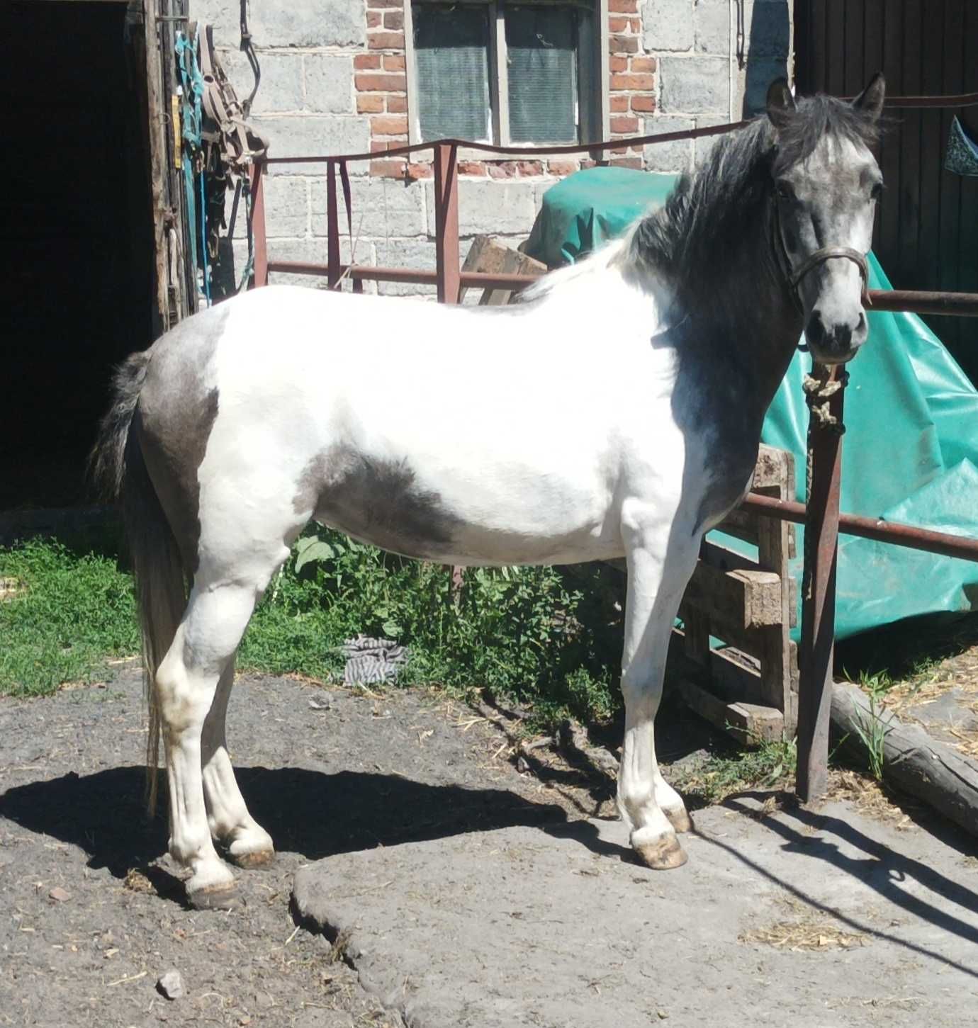Sprzedam klacz pony