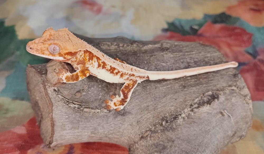 Gekon Orzęsiony Correlophus ciliatus