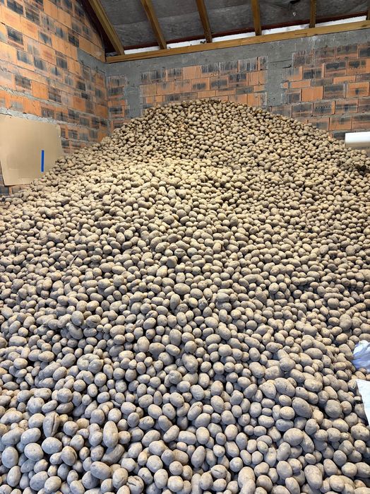 Ziemniaki jadalne Gwiazda Królowa Anna Queen Anna Denar