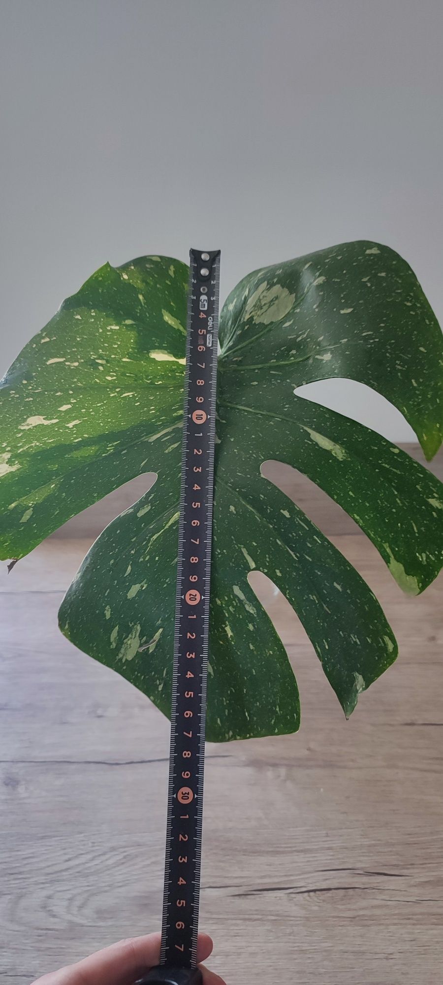 Monstera Thai Constellation