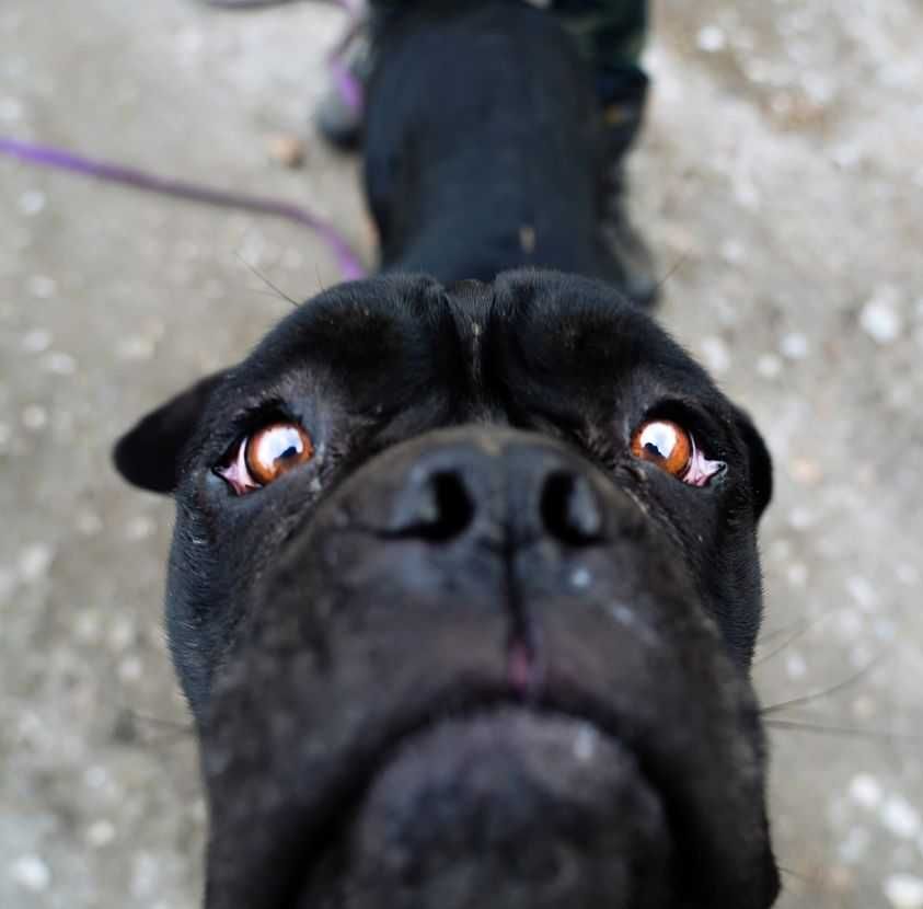 Puma w typie Cane Corso do adopcji.