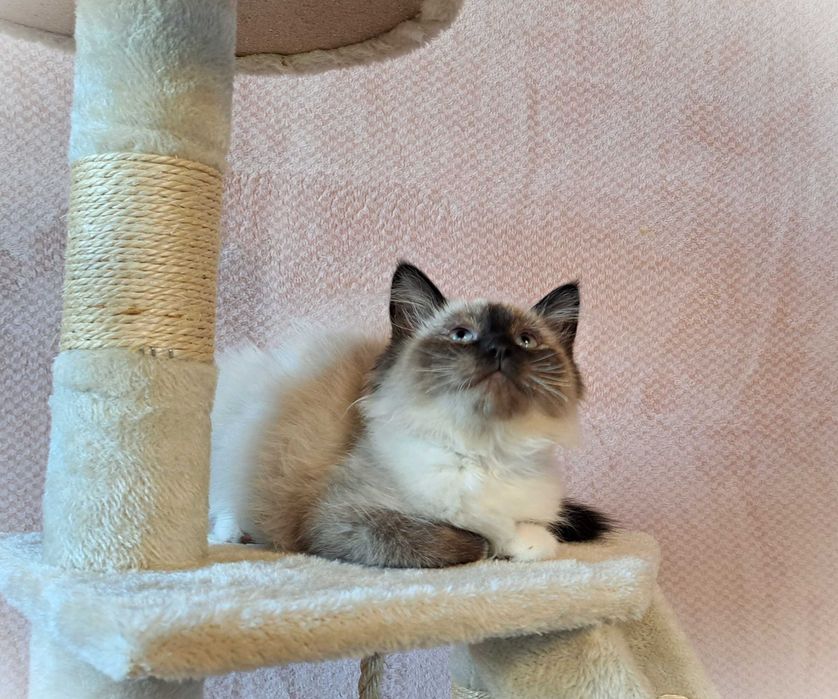 Kotka Neva Masquerade – czerwona obróżka, Oriana