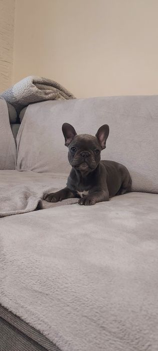 Buldog Francuski suczka niebieska Auria rodowód