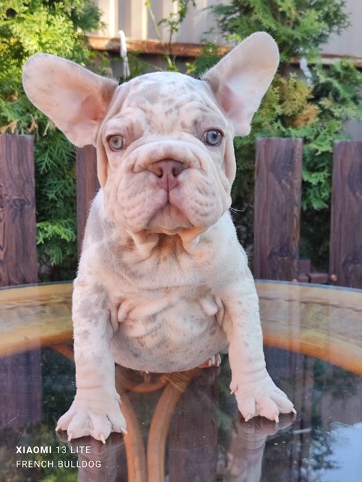 Хлопчик мерлле Нью шейд Биг Ропе.