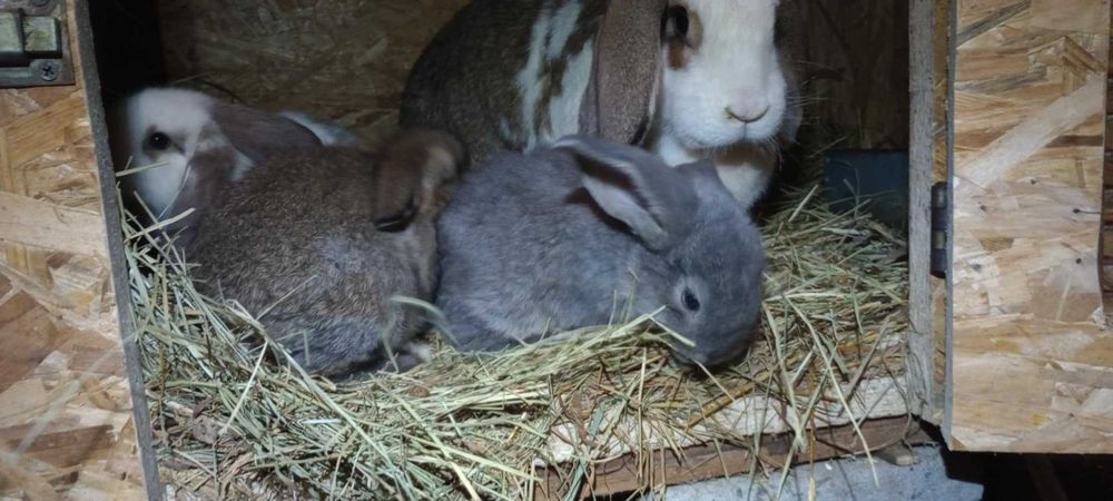 króliki małe  mieszanka barana francuskiego