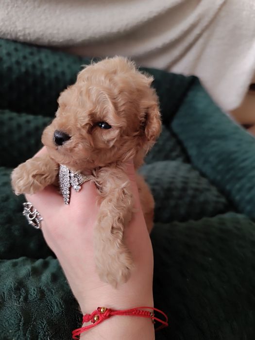 Chłopiec, pudel toy, FCI