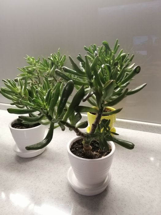 Денежное дерево разноцветных керамических горшках