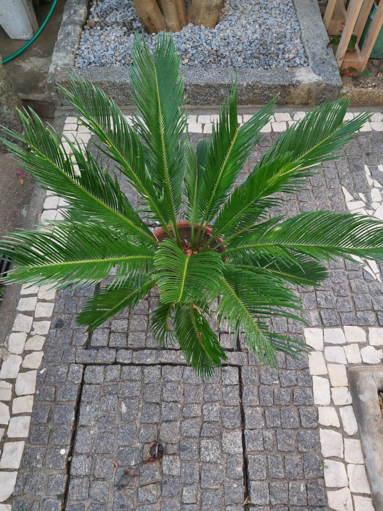 Cica  / Palmeira
