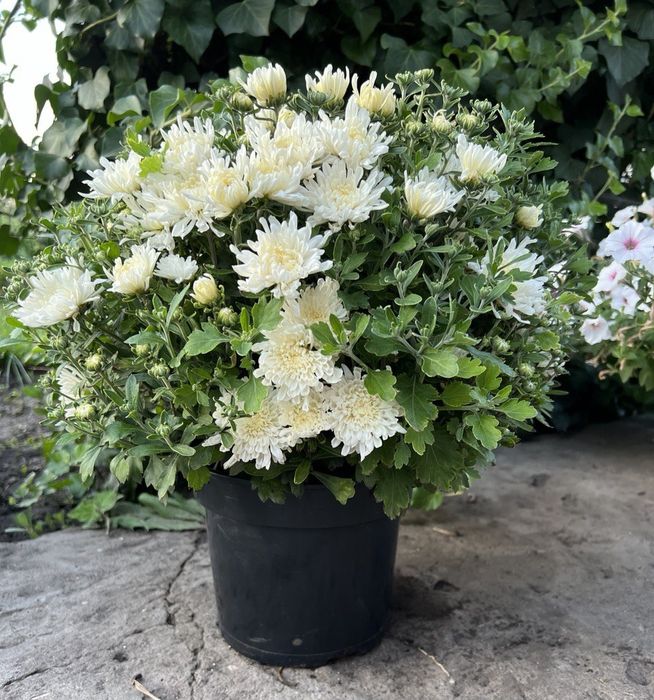 Продам хризантему у горшиках