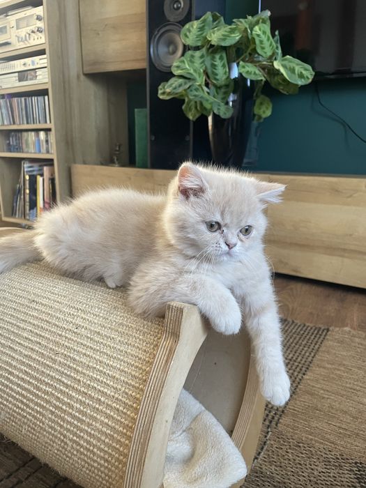 Beżowy kotek egzotyczny, pers krótkowłosy, exo, egzotyk