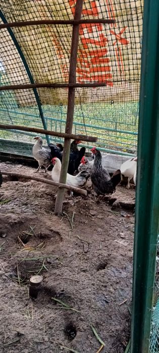 Koguty liliput liliputy karzełek polski