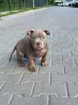 American Bully ABKC POCKET szczeniak suka GOTOWE DO ODBIORU Sosnowiec