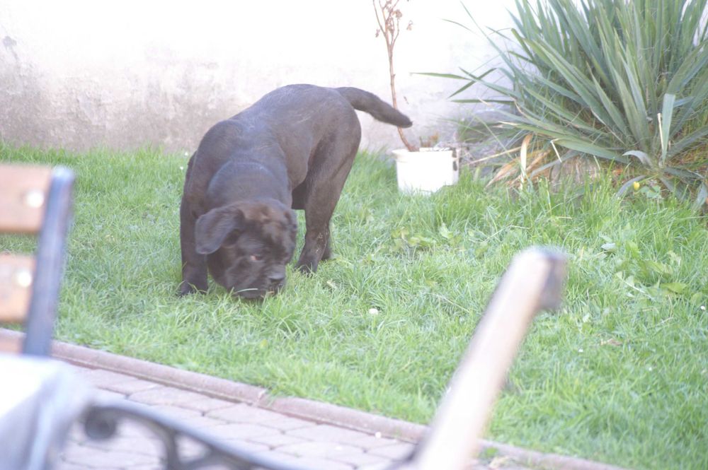Cane Corso FCI  suczka, mocna budowa