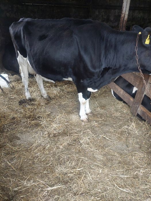 Krowa czarna mleczna 5letna celne 15l na cały dzień