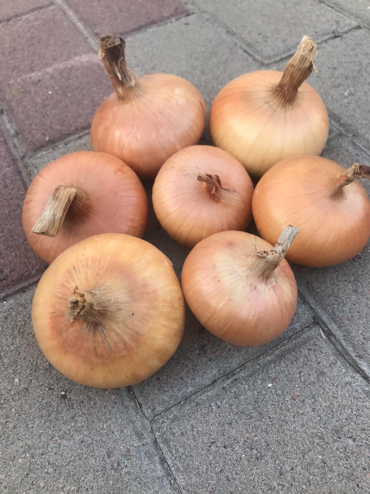 Продам цибулю Штутгарт