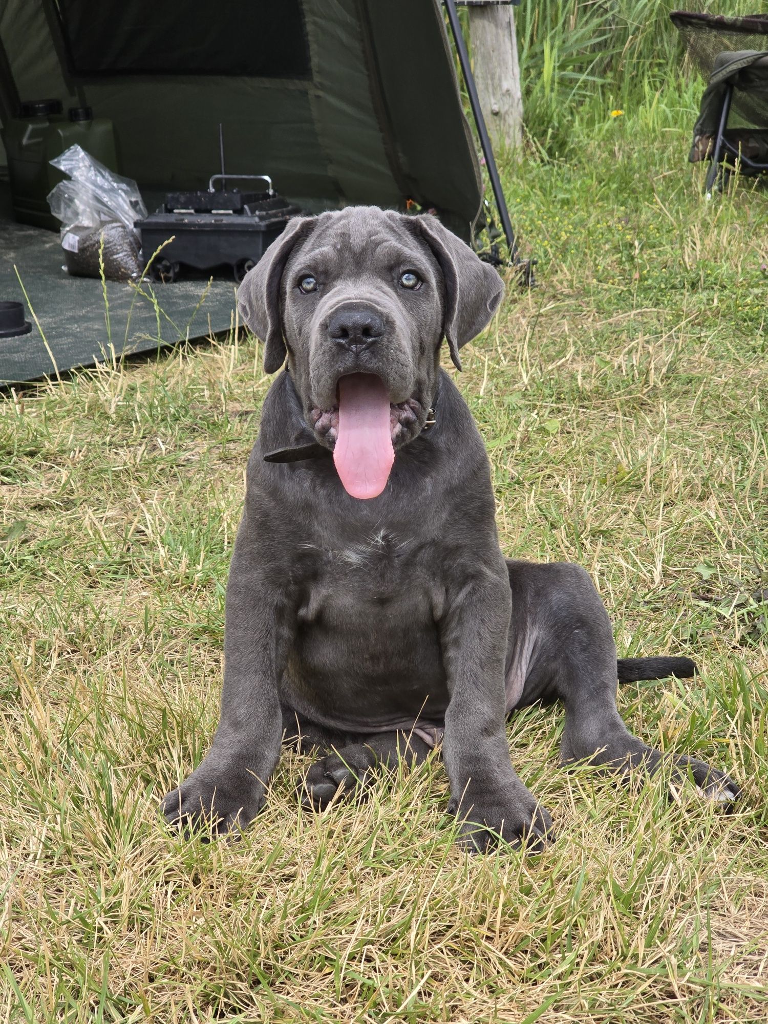 Cane Corso szczeniak suczka