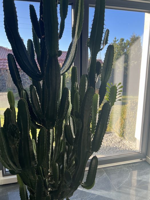 Kaktus rozłożysty 250 cm