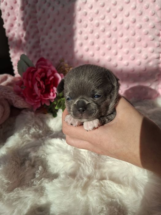 Chihuahua krótkowłosa BLUE Lala