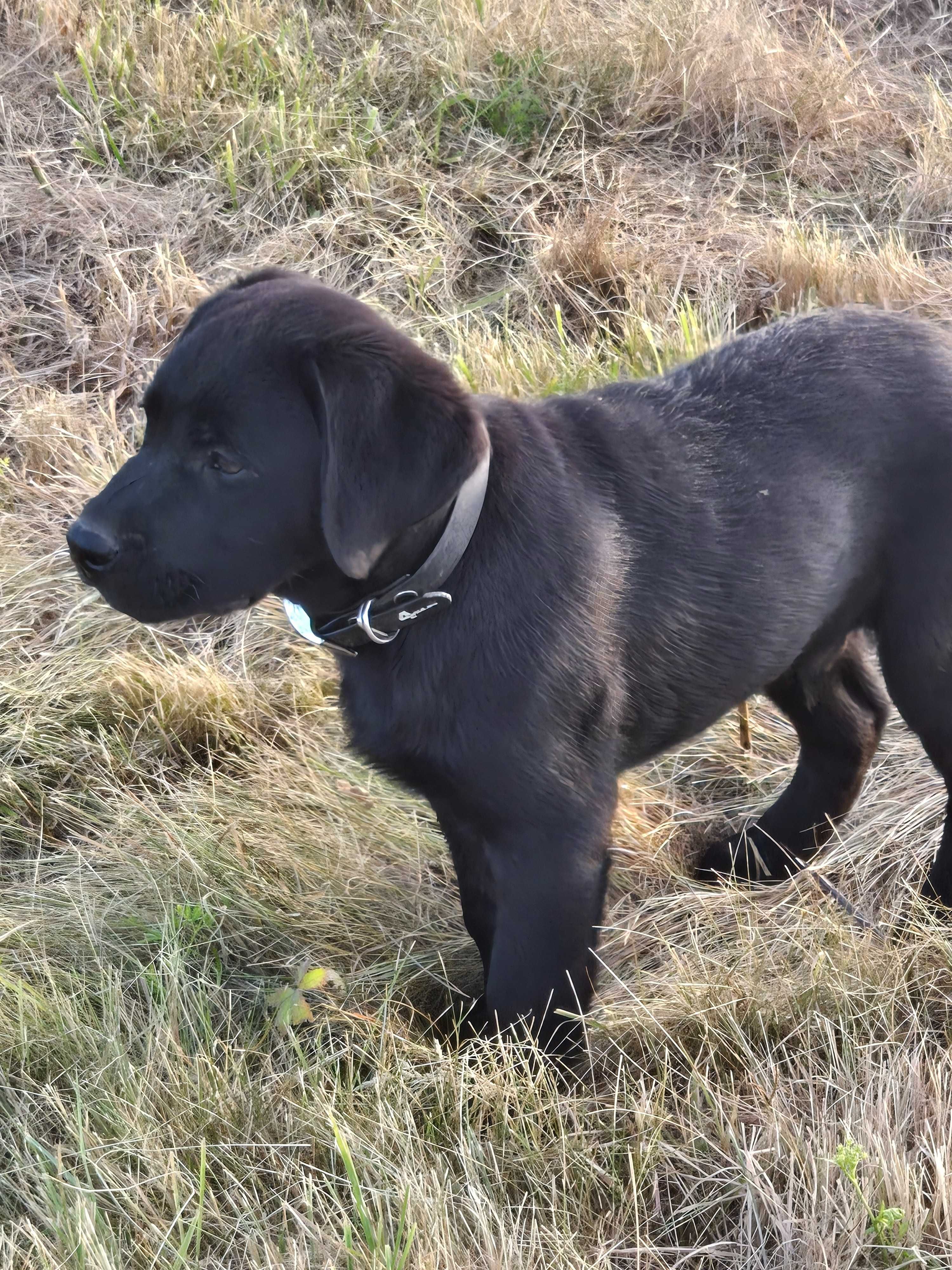 Labrador Retriever FCI Linia użytkowa