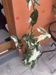 Syngonium emerald gem variegata, panda, tricolor. Epipremnum godzilla