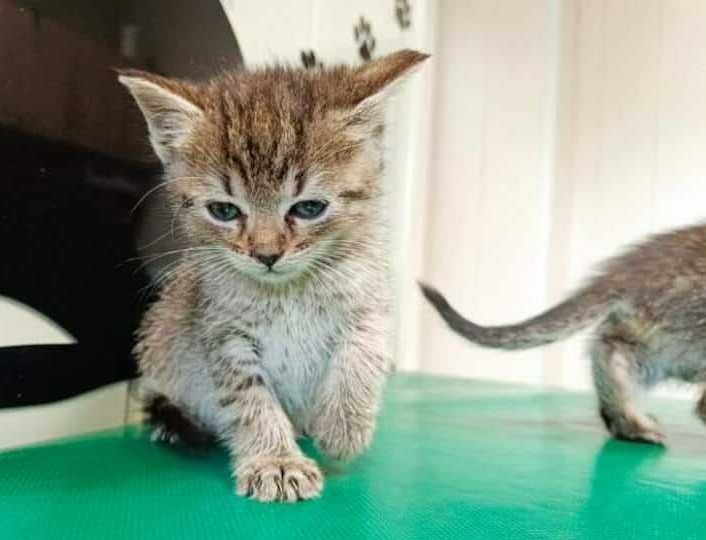 Dwumiesięczni koci bracia do wspólnej adopcji!