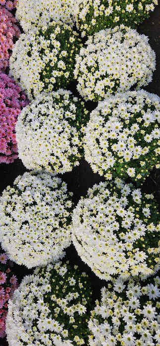 Chryzantemy drobnokwiatowe