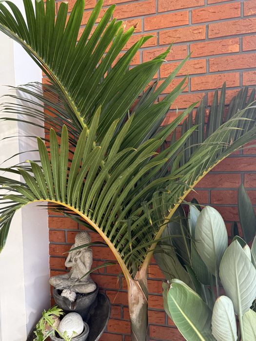 Palma Mascarena verschaffeltii.