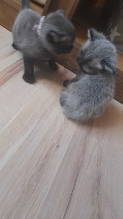 Kotki brytyjskie bez rodowodu