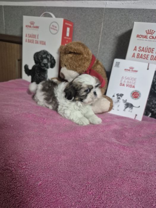 Shih-tzu Macho Tricolor Criadora Registada PT 3088 FL