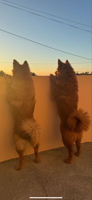 Adoção responsavel