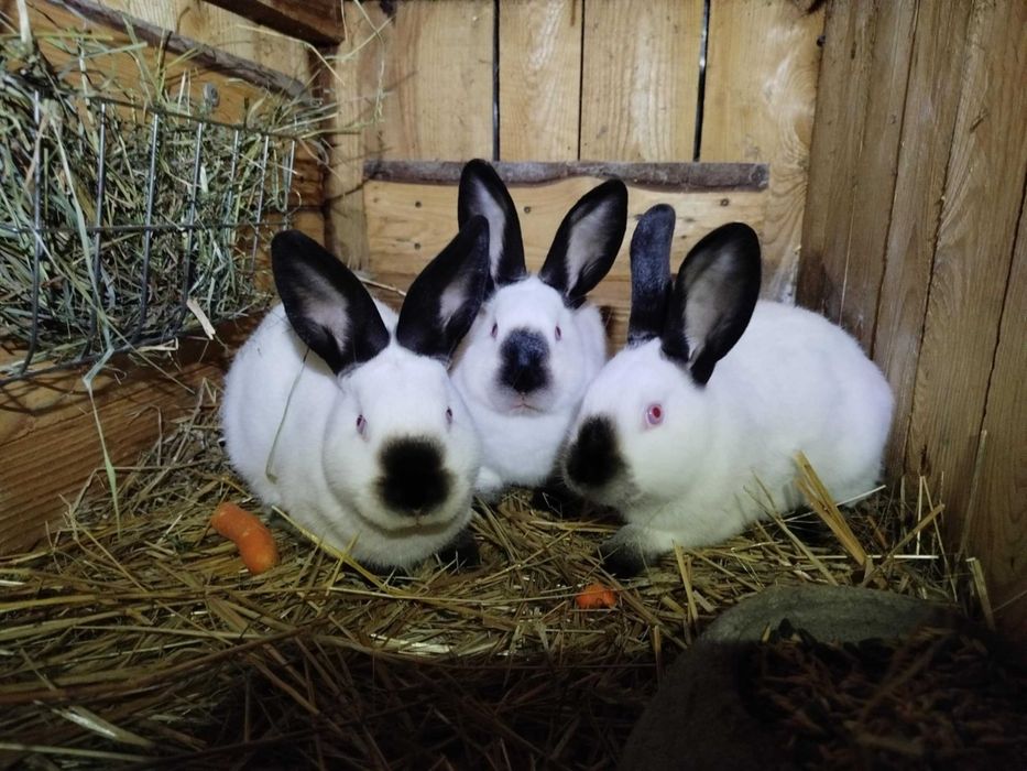 Kalifornijski czarny, rodowód , młode samczyki 3 miesięczne