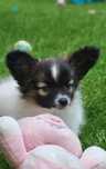 Spaniel Kontynentalny Miniaturowy Papillon ZKwP / FCI