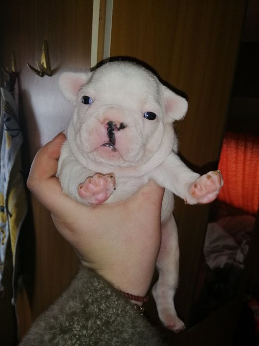 Французики хлопчики та дівчатка є доставка по всій Україні