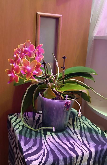 Цветущая орхидея ароматная