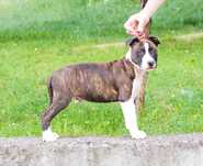 Ostatni wolny piesek AmStaff gotowy do odbioru rodowod ZKwP, po Inter.