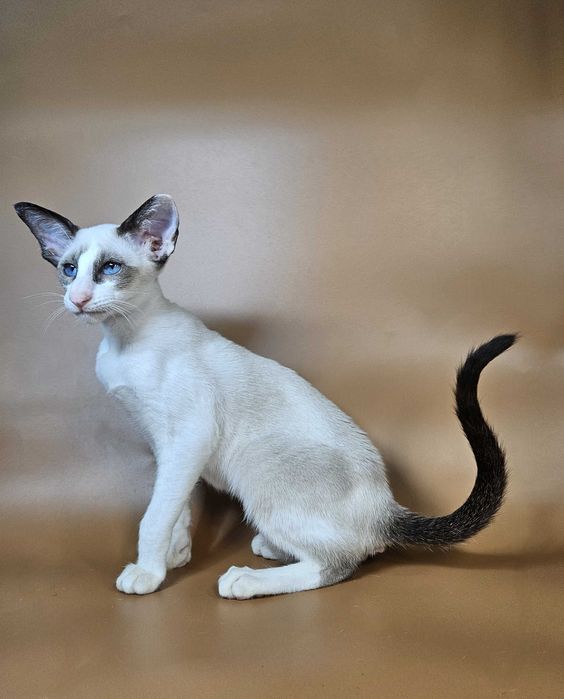 Ориентальный котенок девочка Emma ориентал