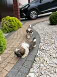 Shih Tzu piesek,suczka